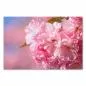 Preview: Nahaufnahme von rosa Kirschblüten vor einem verschwommenen Hintergrund. Preview: Nahaufnahme von rosa Kirschblüten vor einem verschwommenen Hintergrund.